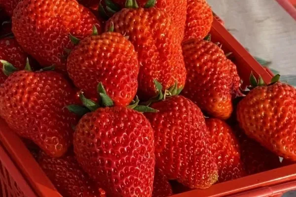 吃草莓会过敏吗