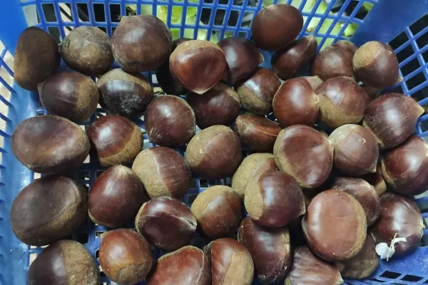 痛风能吃板栗吗