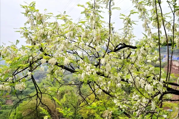 槐树花的功效与禁忌