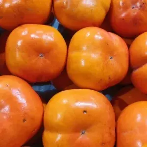 吃头孢不能吃什么食物