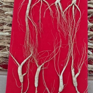 正品长白山10年高龄林下干参