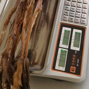 正品东北梅花鹿鹿筋