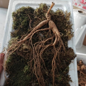 长白山林下鲜参2两多大参野性十足